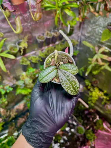 Phalaenopsis Philishill – epifytický orchidej do terária a domácnosti | Parrot Planet.cz