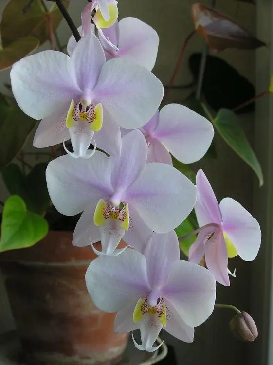 Phalaenopsis Philishill – epifytický orchidej do terária a domácnosti | Parrot Planet.cz