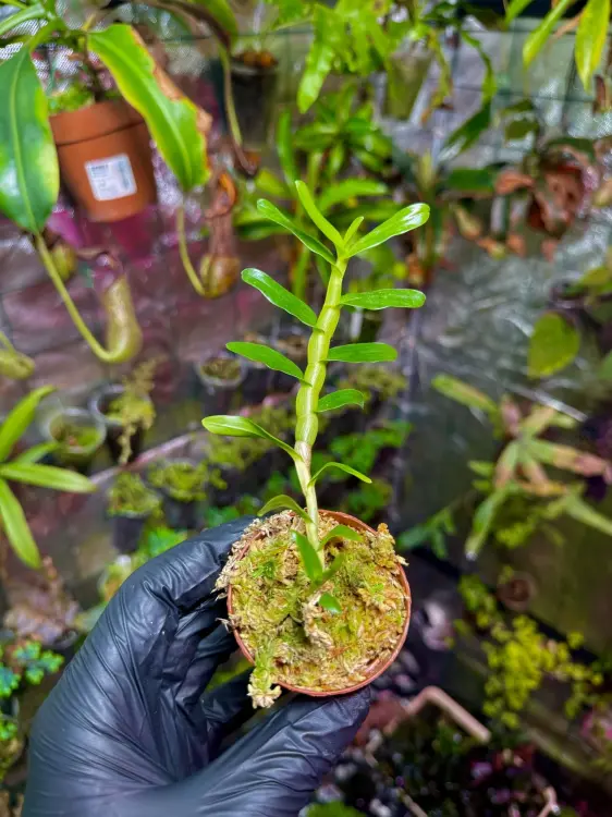 Dendrobium ellipsophyllum – epifytická orchidej s dekorativními stonky  | Parrot Planet.cz