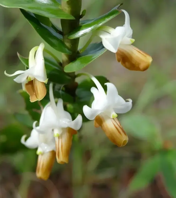 Dendrobium ellipsophyllum – epifytická orchidej s dekorativními stonky  | Parrot Planet.cz