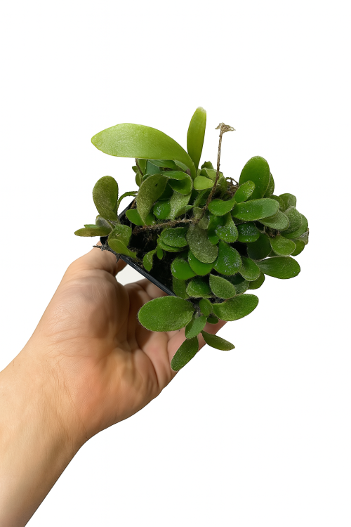 Kapradina Pyrrosia nummularifolia do terária  | Parrot Planet.cz