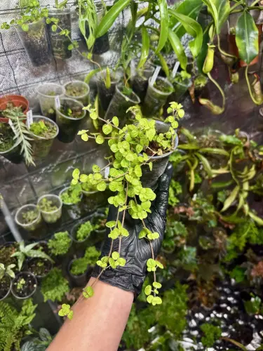 Pilea nummulariifolia – zwisająca roślina okrywowa do terrarium | Parrot Planet
