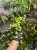Pilea nummulariifolia – zwisająca roślina okrywowa do terrarium | Parrot Planet