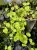Pilea nummulariifolia – zwisająca roślina okrywowa do terrarium | Parrot Planet
