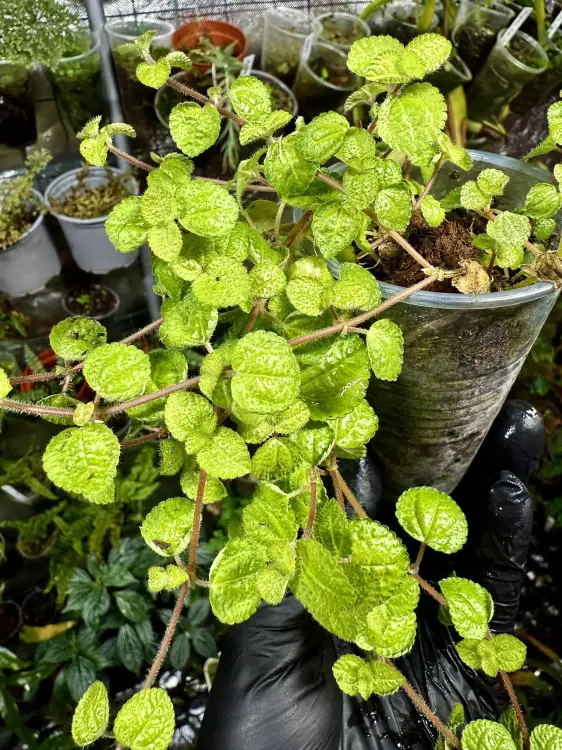Pilea nummulariifolia – zwisająca roślina okrywowa do terrarium | Parrot Planet