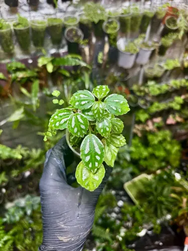Pilea cadierei tropická rostlina do terária se stříbrnými listy | Parrot Planet.cz