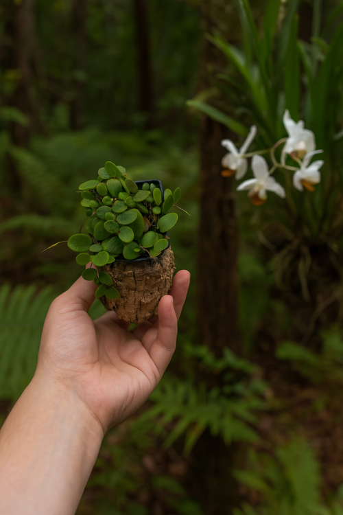 Kapradina Pyrrosia nummularifolia do terária  | Parrot Planet.cz