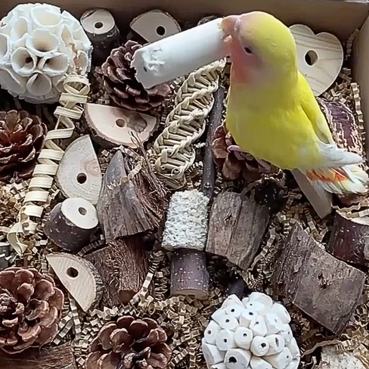 Hotová sada pro krmení – pro všechny druhy papoušků od ParrotPlanet.cz