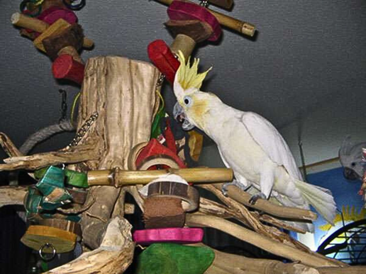 Giant Java Crown – Střední houpačka a hřiště z kokosu a dřeva pro papoušky od parrotPlanet.cz