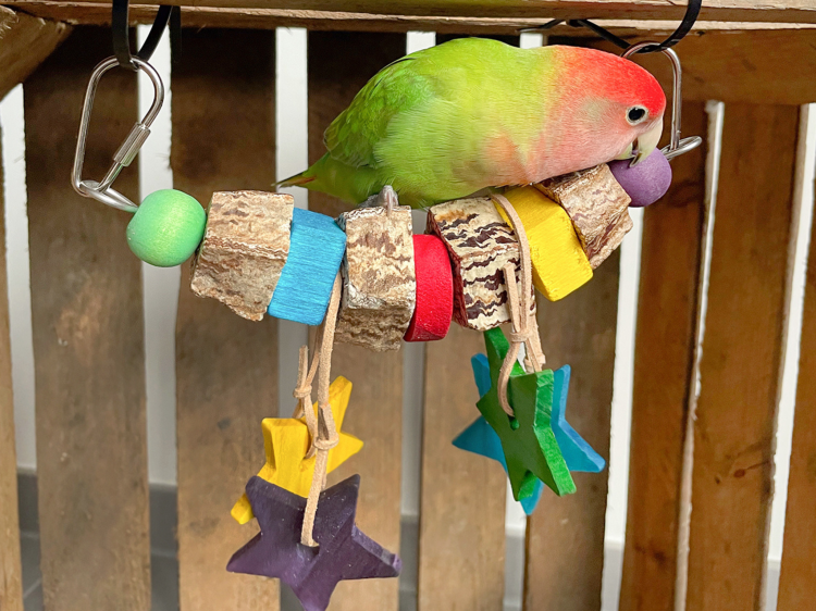 Avian Fun Swing – barevná houpačka z mahagonu a kůže pro malé papoušky a papoušky od ParrotPlanet.cz