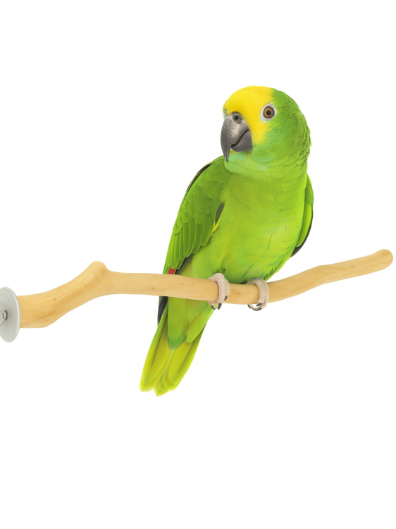 Dřevěná tyč Java – pro střední papoušky 30 cm od ParrotPlanet.cz