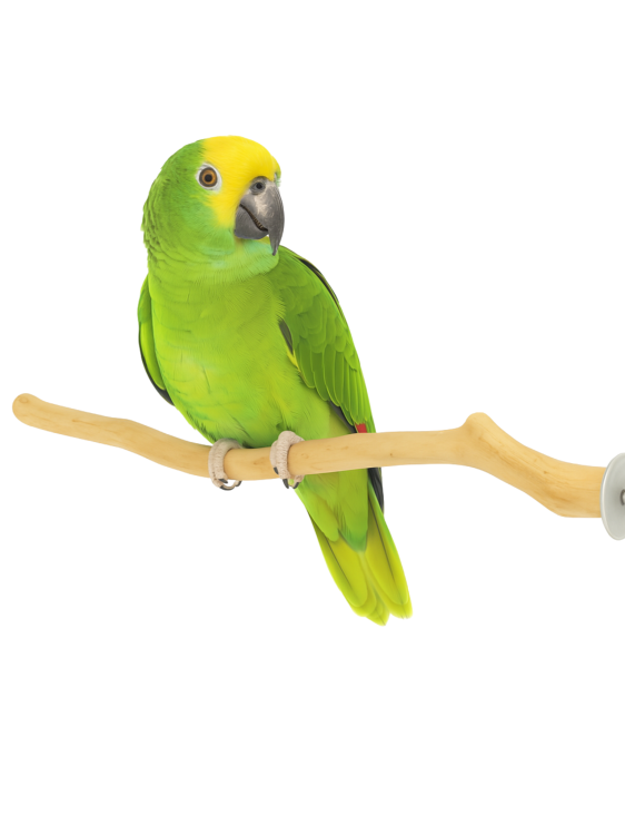 Dřevěná tyč Java – pro střední papoušky 30 cm od ParrotPlanet.cz