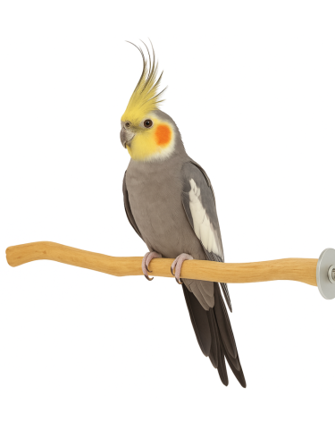 Dřevěná tyč Java – pro střední a malé papoušky 20 cm od ParrotPlanet.cz