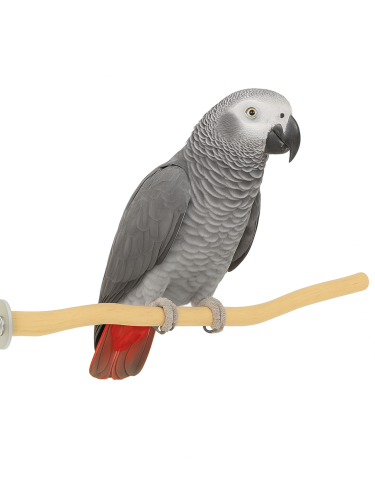 Dřevěná tyč Java – pro střední papoušky 25 cm od ParrotPlanet.cz