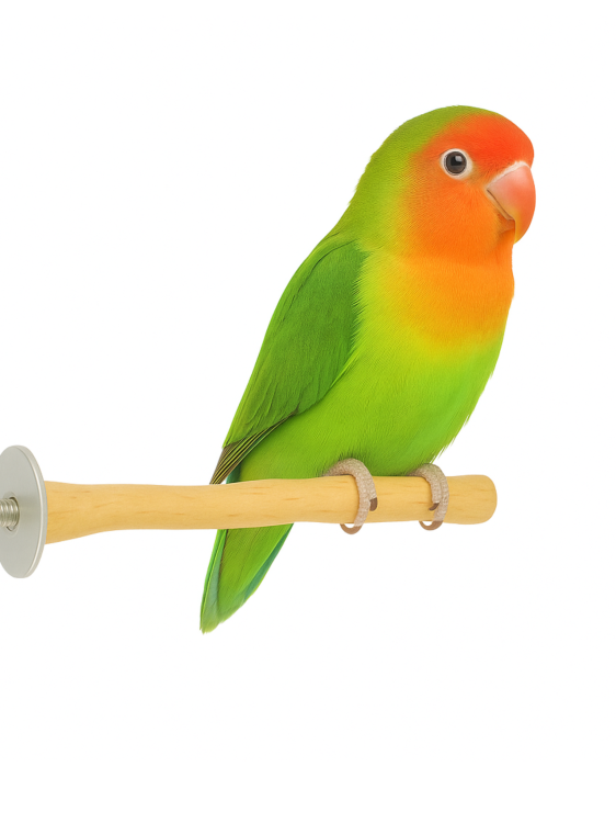 Dřevěná tyč Java – pro malé papoušky 15 cm od ParrotPlanet.cz