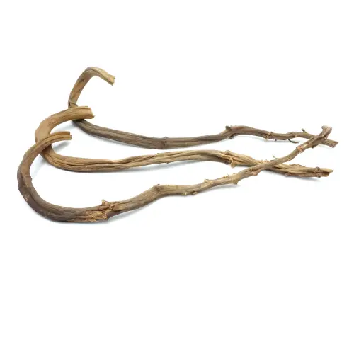 Liana – Banánovníkový výhonek do terária (60–70 cm / 2–3 cm) od ParrotPlanet.cz