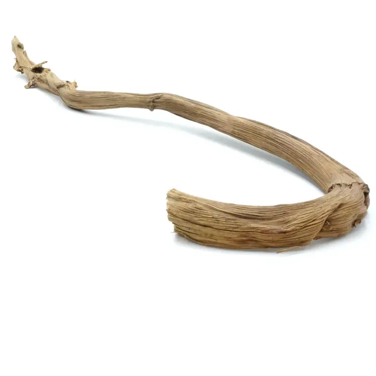 Liana – Banánovníkový výhonek do terária (60–70 cm / 2–3 cm) od ParrotPlanet.cz