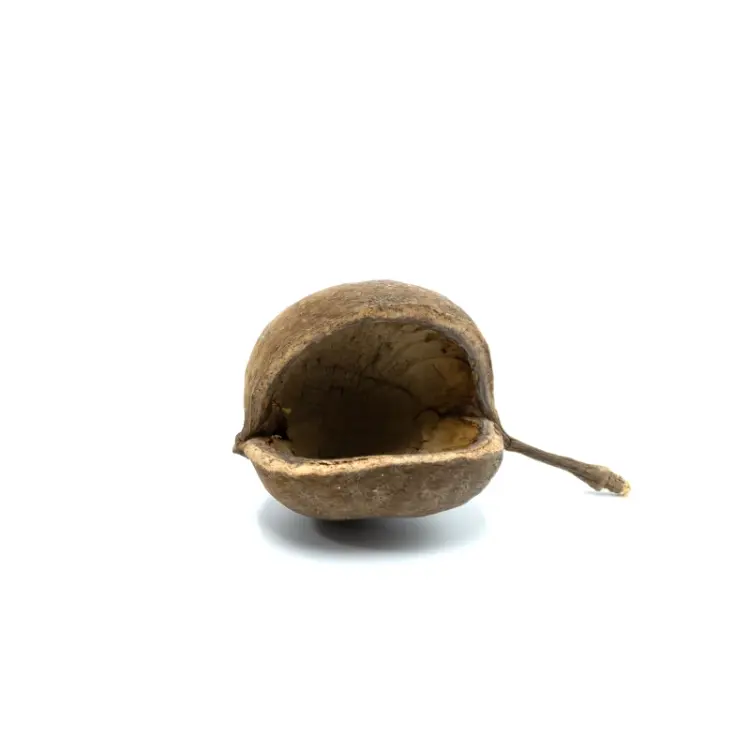 BioGecko Nut – Přírodní úkryt z ořechové skořápky pro gekony od ParrotPlanet.cz