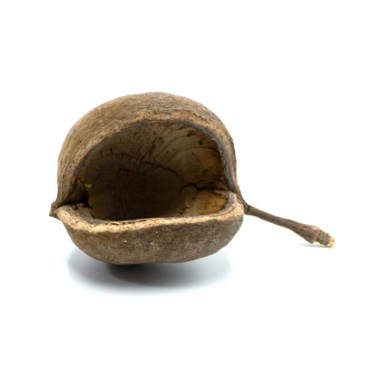 BioGecko Nut – Přírodní úkryt z ořechové skořápky pro gekony od ParrotPlanet.cz