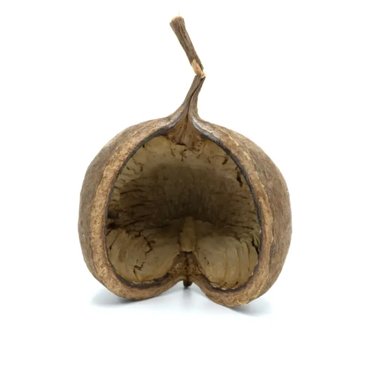 BioGecko Nut – Přírodní úkryt z ořechové skořápky pro gekony od ParrotPlanet.cz