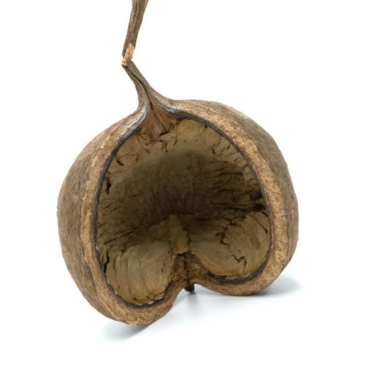 BioGecko Nut – Přírodní úkryt z ořechové skořápky pro gekony od ParrotPlanet.cz