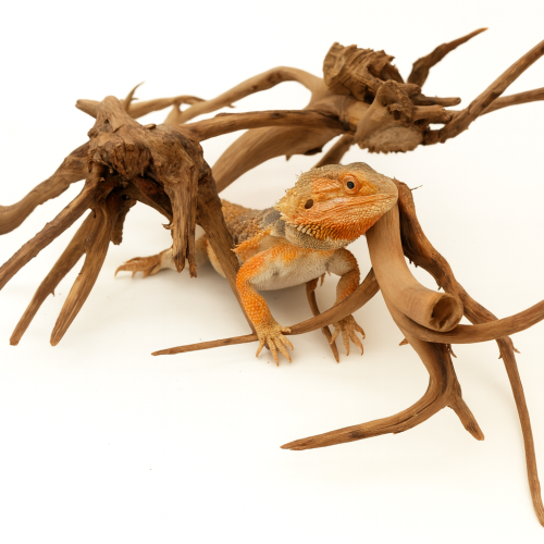 3 x Japonský bažinatý kořen do terária a akvária (10–20 cm) od ParrotPlanet.cz