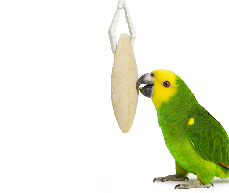 Držák na Sepie II – pro všechny papoušky od ParrotPlanet.cz