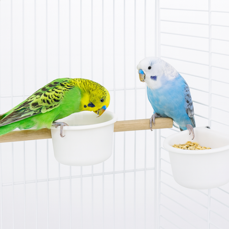 Sada 2 plastových misek pro papoušky 80 ml a 85 ml od ParrotPlanet.cz