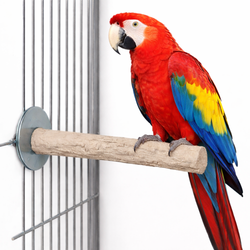 Back Zoo Nature Super Stone Perch 35 cm Ø55 mm – minerální bidýlko do klece pro velké papoušky na obrušování drápků a zobáku od ParrotPlanet.cz