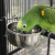ZOLUX závěsná miska pro papoušky 0,84 l (15 cm) – na krmivo nebo vodu od ParrotPlanet.cz