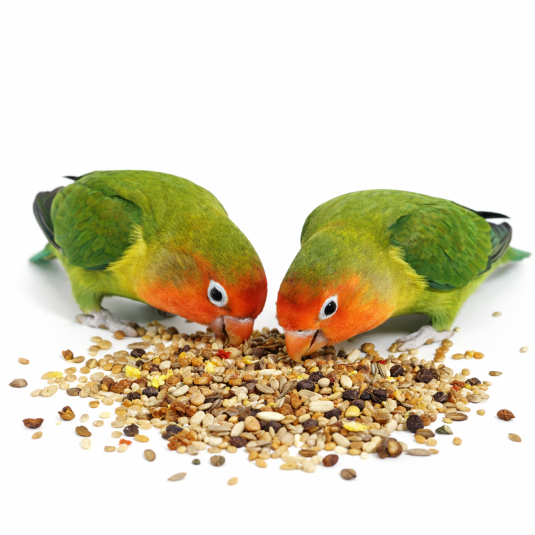 Witte Molen Country 600 g – krmivo pro agapornisy (lovebirds) s vitamíny a minerály  od ParrotPlanet.cz