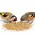 Witte Molen Country 600 g – krmivo pro zrnožravé ptáky (finches) s vitamíny a minerály od ParrotPlanet.cz