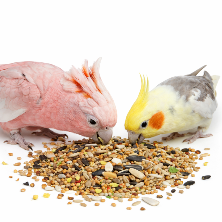 Witte Molen Country 550 g – krmivo pro australské papoušky s vitamíny a minerály  od ParrotPlanet.cz