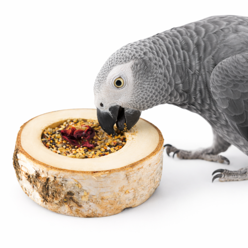 Květinová radost se semínky – pro všechny papoušky od ParrotPlanet.cz