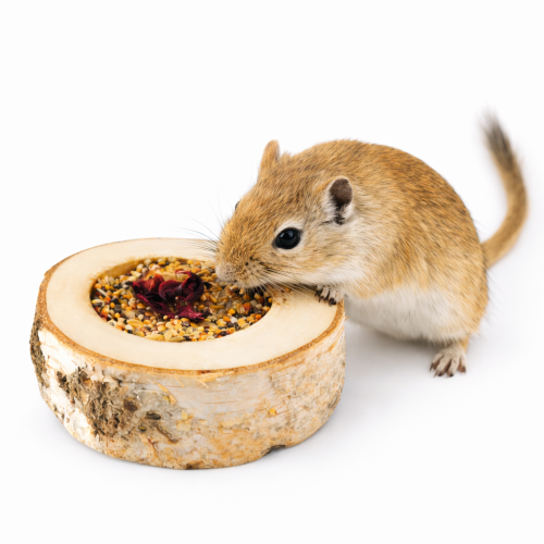 Květinový Kmen radosti se semínky – pro všechny hlodavce, včetně králíků, morčat, myší, křečků, potkanů a pískomilů od ParrotPlanet.cz