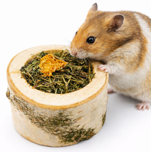 Bylinková radost – Malá pizza – pochoutka pro všechny hlodavce, včetně králíků, morčat, myší, křečků, potkanů a pískomilů od Parrotplanet.cz