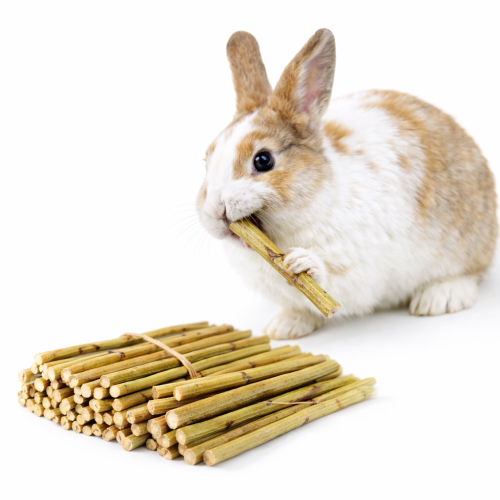 Větvičky topinamburu – hračka a pochoutka pro všechny hlodavce včetně činčil, osmáků, králíků, morčat, myší, křečků, potkanů a pískomilů od ParrotPlanet.cz