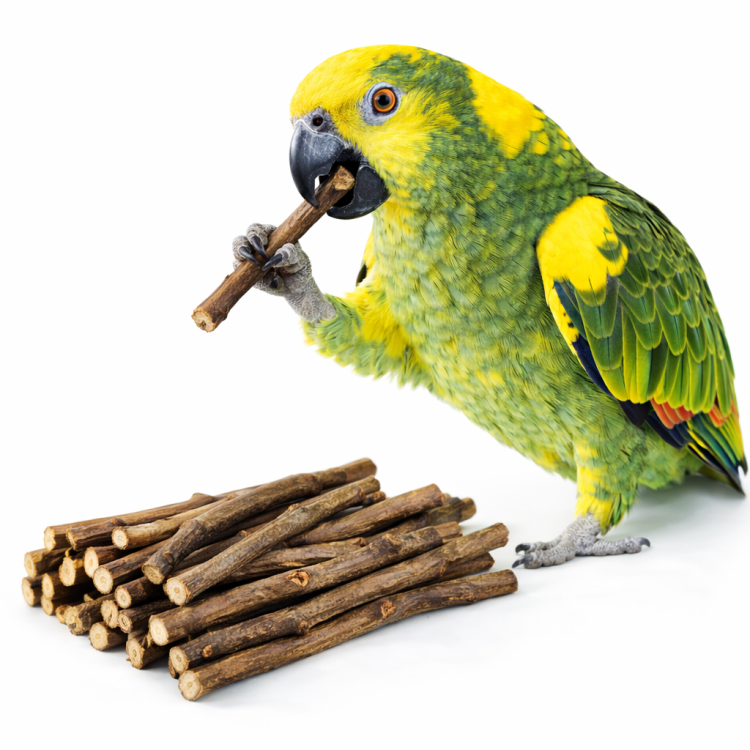 Hruškové větvičky pro papoušky – pamlsek a přírodní zdroj cenných živin od ParrotPlanet.cz