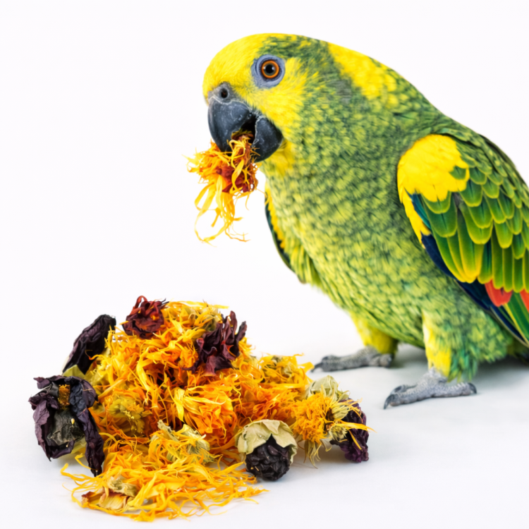 Květinová pochoutka – pro všechny papoušky 40 g od ParrotPlanet.cz