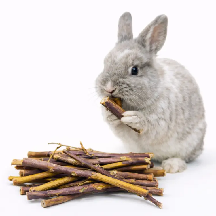 Malinové větvičky – stonky pro všechny hlodavce 50 g od ParrotPlanet.cz