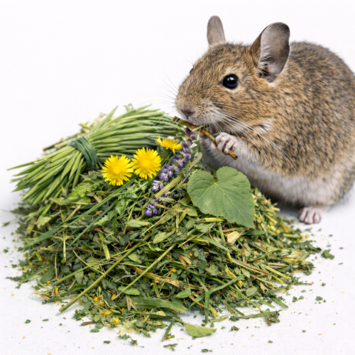 Venkovské bylinky pro činčily a osmáky – pochoutka 400 g od ParrotPlanet.cz