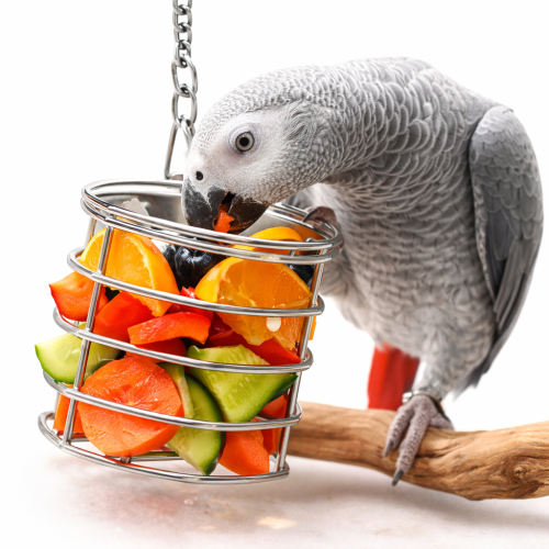 Klece na pamlsky II - Hračka Krmítko | Kovový koš | Miska pro přípravu kreativních jídel pro všechny papoušky od ParrotPlanet.cz