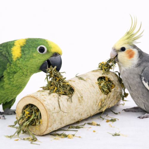 TIVO – březový pařez s bylinkami – hračka pro papoušky s bylinkami od ParrotPlanet.cz