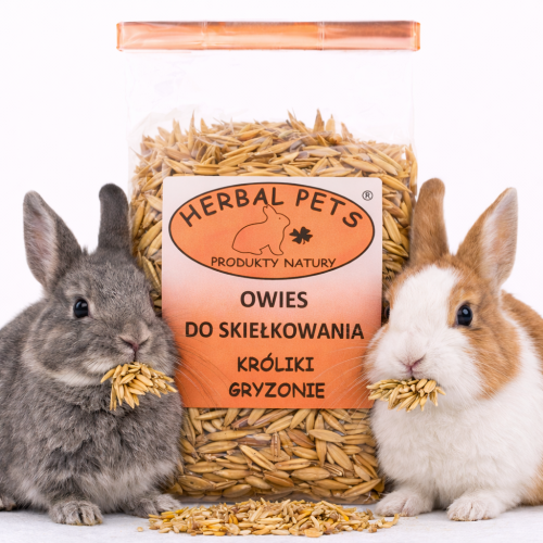Oves pro králíky a hlodavce – čerstvost a přírodní dávka vitamínů 100 g od ParrotPlanet.cz