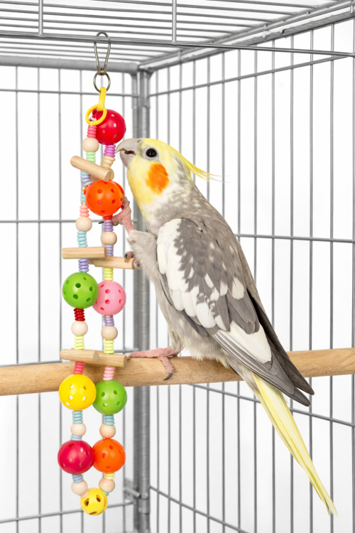 Barevná řetězová hračka se zvonečky pro papoušky – aktivizační hračka do klece od ParrotPlanet.cz