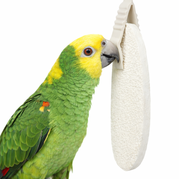 Sépie pro všechny papoušky  11 cm, 40 g od ParrotPlanet.cz