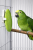 Citronová sépie pro papoušky a exotické ptáky od ParrotPlanet.cz