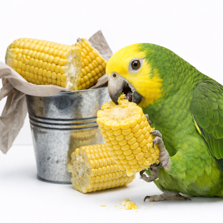 Kukuřice do klepeta - Křupavé kousky kukuřice pro všechny papoušky 300 g od ParrotPlanet.cz