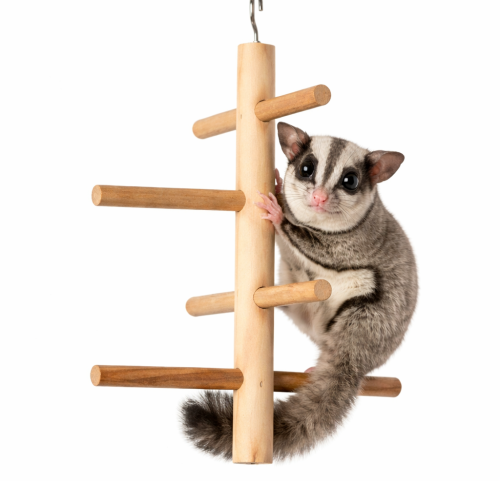 Objevná houpačka s žebříkem pro vakoveverky 13x25 cm od ParrotPlanet.cz