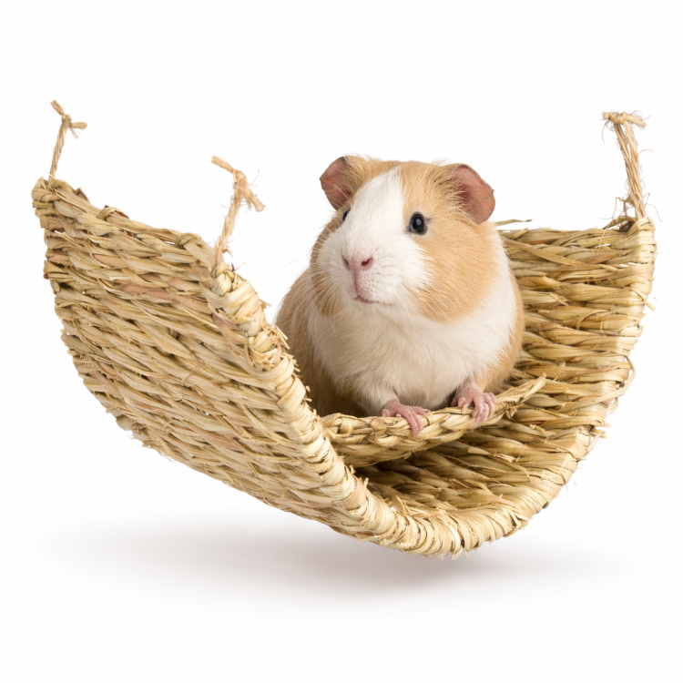 Závěsná rohož z mořské trávy 40 × 28 cm – přírodní rohož k okusování a ničení pro hlodavce od ParrotPlanet.cz